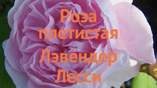 Роза плетистая Лэвендер Лесси (lavender lassie) 🌿 обзор: как сажать, саженцы розы Лэвендер Лесси