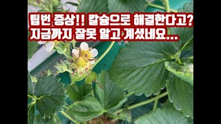 딸기 팁번 발생!!! 지금까지 칼슘으로 방제하셨나요? 정말 효과가 있어요? 이 방법 추천드립니다.