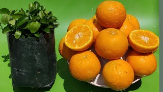 How to grow oranges first soak over night