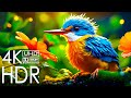 UNSEEN Beauty of 4K HDR 60FPS Dolby Atmos
