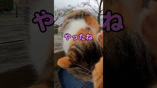 なんとしても膝の上に乗りたい野良猫達 #shorts