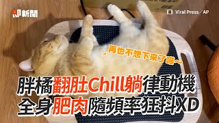 胖橘貓翻肚Chill躺律動機！全身肥肉跟著狂抖😹｜寵物動物｜貓咪｜搞笑｜精選影片