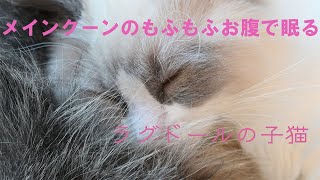 メインクーンのもふもふお腹で寝るラグドールの子猫がうらやましい！！Ragdoll kitten take a nap on the fluffy belly of mainecoon.I envy!!