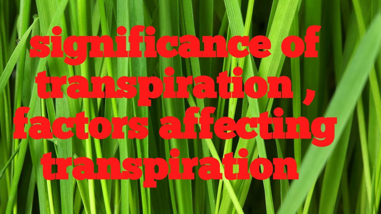 Transpiration || Its Types ||significance| Factor Affecting ...