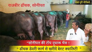 TOP दूधारू BUFFALO ढौंचक डेयरी फार्म से खरीदें TOP QUALITY || DHAUNCHAK DAIRY FARM, SONIPAT