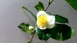 【茶】チャノキの花が咲いて枯れるまで（花の開花＃498）/