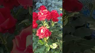 мои розочки на даче, 🌹🌹🌹🌹🌹