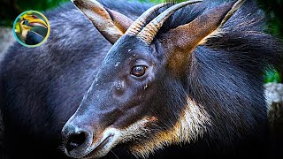 Laos Kingdom of the Wild