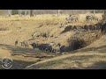 shenton safaris cookson s wildebeest herd