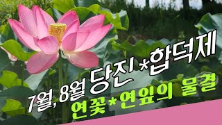 Dangjin Hapdeokje Lotus / Lotus attraction / places to visit in Dangjin [Chungcheongnam-do Travel]