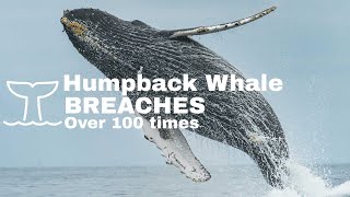 Happy Baby Humpback Whale 'Popcorn' Breaches Over 100 Times in Newport Beach, CA