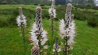 Asphodelus albus  ( Gamón - White asphodel)