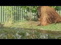 ORANG UTAN NGUSIR SI BERANG - BERANG YG NAKAL😂 Orangutans drive out naughty otters at the Zoo 🙈😂