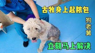 狗狗古牧身上起了大浓包，带去医院检查处理，狗狗竟然没反应       -Dog rescue in China-    20210526