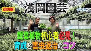 観葉植物初心者必見！育成と害虫退治のコツ（浅岡園芸）～ガーデンドクターTV144