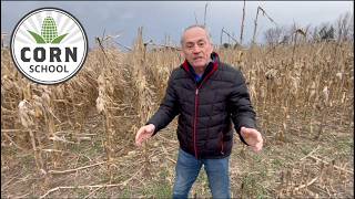 Corn School: Still standing — lessons from spring corn harvest