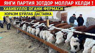 ЯНГИ ПАРТИЯ ЗОТДОР 🦬🦬🦬 МОЛЛАР КЕЛДИ ХАБИБУЛЛО ОҒАНИ ФЕРМАСИ !!! ХОРАЗМ БОЗОР