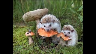 10 interesting facts | about hedgehogs