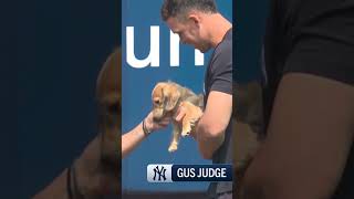 GUS JUDGE IS A STAR!! Aaron's new pup has a doggone great time at Yankee Stadium 🐶🥺