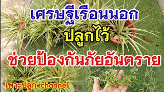 เศรษฐีเรือนนอก  ไม้มงคล ปลูกไว้ช่วยป้องกันภัยอันตราย / เพาะปลูก  channel