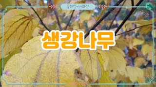 [생강나무]바라산의 숲해설1