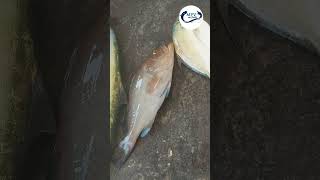 இன்று ஏலத்தில் எடுத்த #பாறை and உயிருள்ள #களவான்மீன்🐬 Live #GrouperFish 🔥 #Delivery +91 6369494364