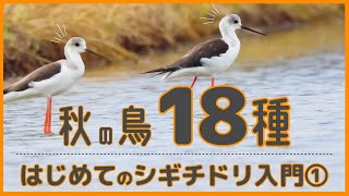 【秋の鳥18種】はじめてのシギチドリ入門①