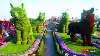 |Miracle Garden|گشت اقامت 24|میراکل گاردن دبی|باغ گلها دبی|باغ معجزه دبی