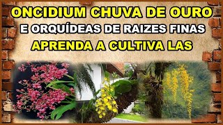 APRENDA A CULTIVAR ONCIDIUNS E ORQUÍDEAS DE RAIZES FINAS CORRETAMENTE E  UMA AULA DE CULTIVO EXTRA