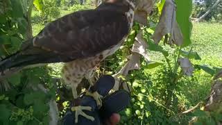 shikra hawk hunting