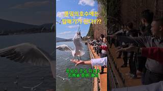 [전파아재]#shorts 쿤밍의 담수호에는 갈매기가 산다! 운남성 쿤밍의 쿤밍호 #중국여행 #여행유튜버 #세계여행 #쿤밍