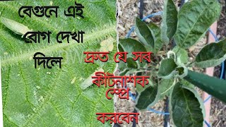 বেগুনের পোকা দমন ও পাতা কোঁকড়া রোগের সমাধান। Control of brinjal insects and solution of leaf curl.