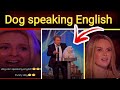 Dog speaking English I funny dogs I by Rnkhan