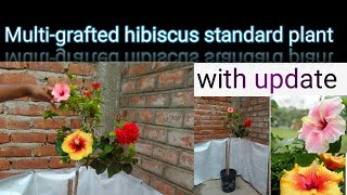 hibiscus multigrafted plant