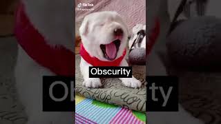 Dogs funny videos | Dogs Family #Dog#ShortVideo