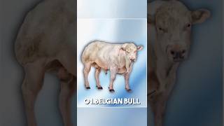 Belgian bull #bulls #belgian #amazingfacts #interestingfacts #viral