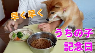 【柴犬小夏】ASMR 早くー盛り付けて！9月29日はうちの子記念日　告知、2024年柴犬小夏カレンダー＆手帳