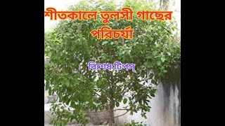 #শীতকালে তুলসী গাছের বিশেষ যত্ন#Tulsi plant care in winter 🌿