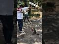 Man vs Monkey| who wins? #shorts