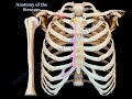 anatomy of the sternum everything you need to know dr. nabil ebraheim