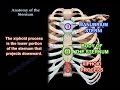 Anatomy Of The Sternum - Everything You Need To Know - Dr. Nabil Ebraheim