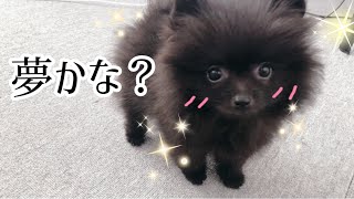 【生後70日】黒ポメラニアンの子犬がお家にやって来た!!!!!!!