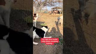 Our high drive border collie before herding lessons w stock and during training