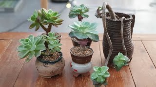 다육 생장을 멈춘상태에서 봄에 분갈이를 꼭 해주어야 할까? Should I plant it in a pot of succulent plants in spring?