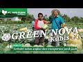 Kubis F1 GREEN NOVA favorit petani karena cocok di pasar lokal dan di luar kota