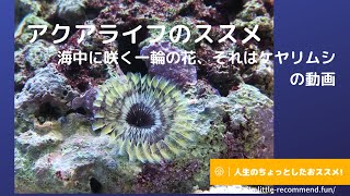 海中に咲く一輪の花、それはケヤリムシ