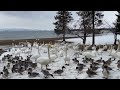 志田浜の白鳥たち　その2