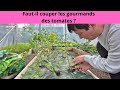 Faut il enlever les gourmands des tomates ??