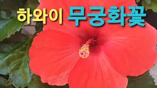 하와이 무궁화꽃 피었습니다