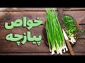 خواص پیازچه | مضرات پیازچه |  جواهری مخفی بین سبزیجات